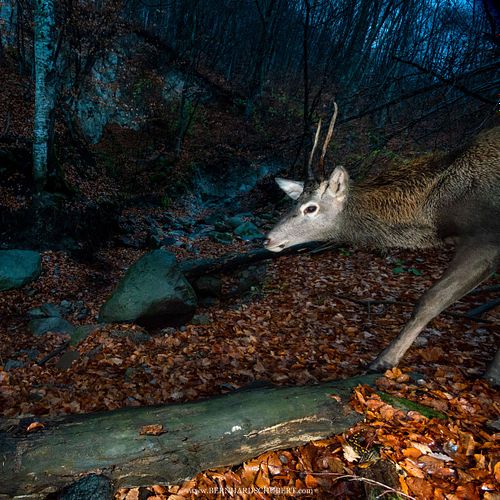 Cervus elaphus - Red deer and fire salamander