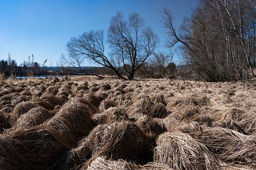 Biberfrass an der Drammenselva