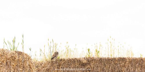 Athene noctua - Little owl