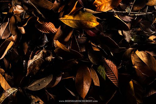 Pelobatrachus nasutus Syn. Megophrys nasuta - Long-nosed horned