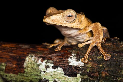 Polypedates otilophus - File-eared tree frog