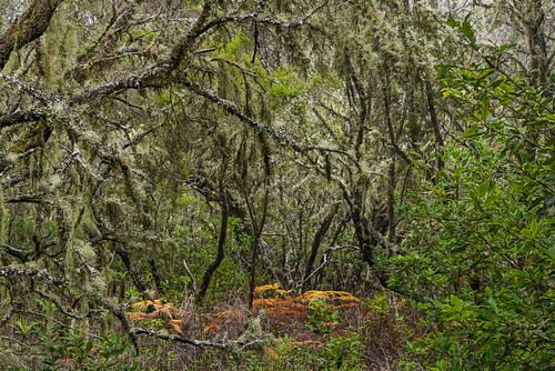 Lichen covered patch