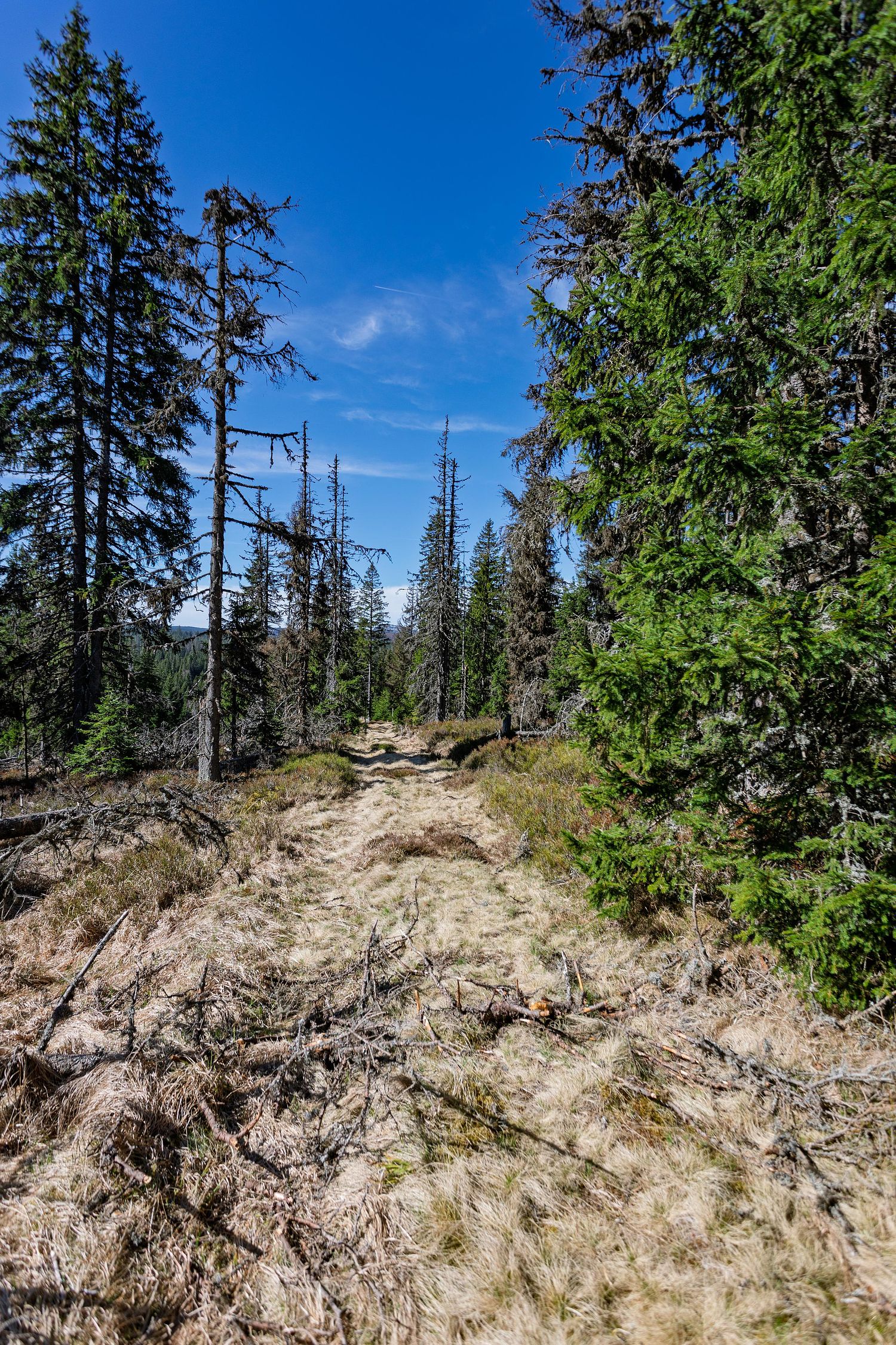 Le chemin dans la foret arbres morts