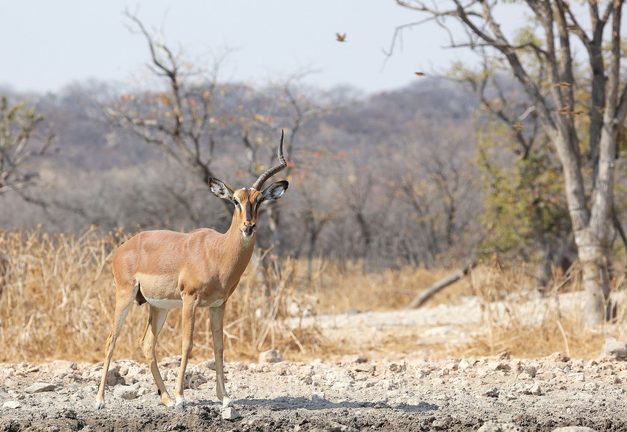 black-faced impala, Schwarznasenimpala, impala dalla faccia nera, Aepyceros melampus petersi, Etosha-Nationalpark, Etosha National Park, parco nazionale d'Etosha, Namibia