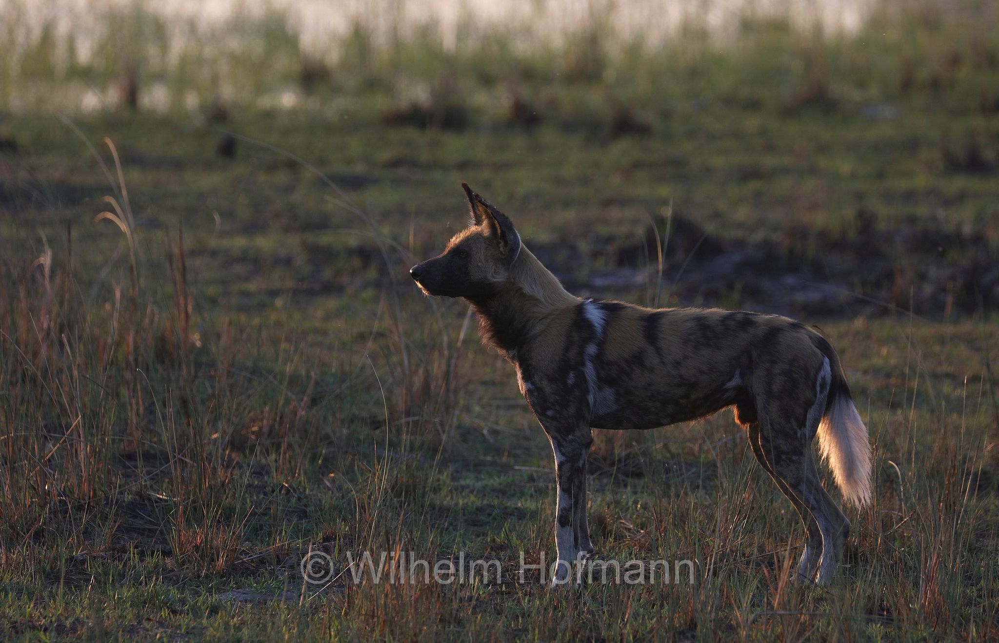 African wild dog, painted dog, Cape hunting dog, Afrikanischer Wildhund, licaone, cane selvatico africano, Lycaon pictus, Moremi Game Reserve, Moremi-Wildreservat, Okavango Delta, Okavango Grassland, Botswana, Republik Botsuana