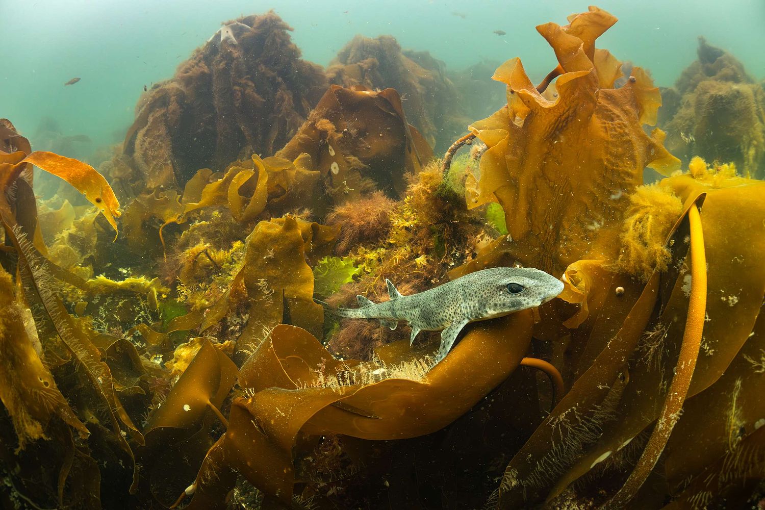 Scyliorhinus canicula - Small-spotted catshark