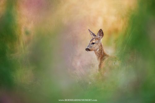 Capreolus capreolus – Reh