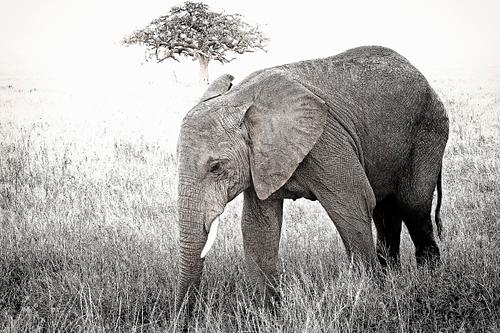 Eléphant en Tanzanie