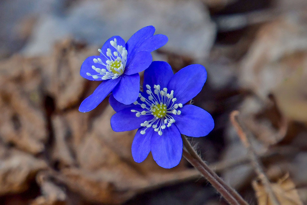 sinilille&otilde;ied