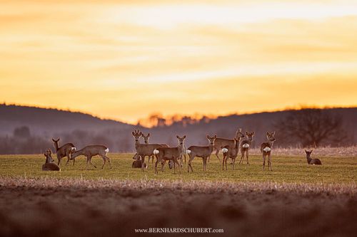 Capreolus capreolus - Roe Deer