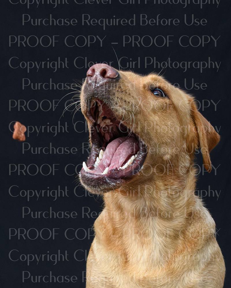 Lomond Shores Top Dog