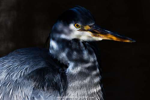 Ardea cinerea – Graureiher