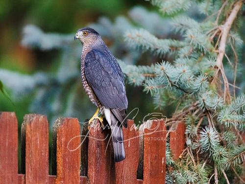 A vibrant Cooper's Hawk perched on a wooden fence.