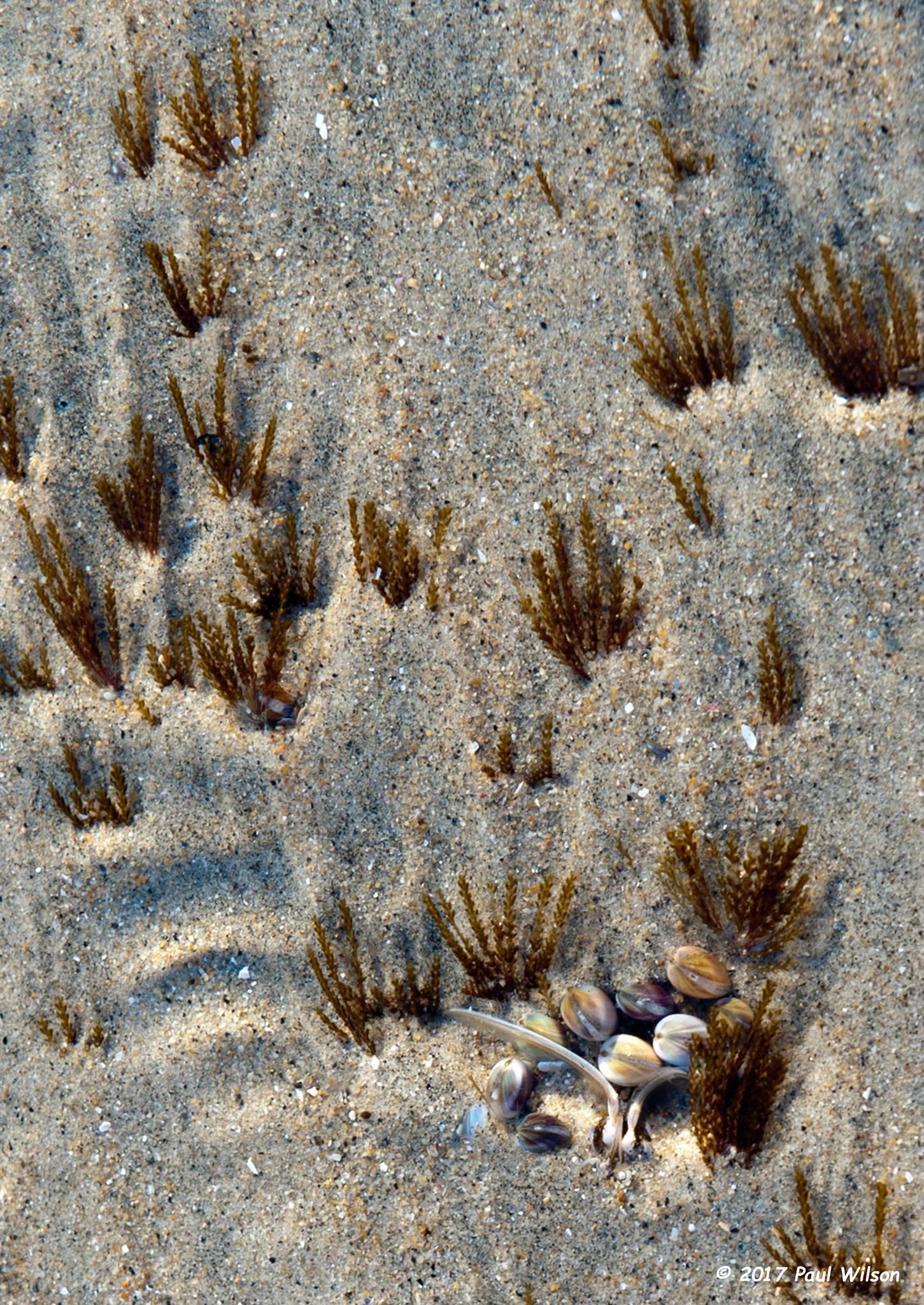 Ocean Front Photos. Photos by Paul Wilson. Photos of Mission Beach and ...