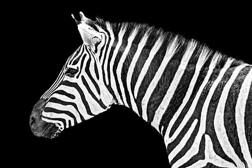 Zèbres en Tanzanie,