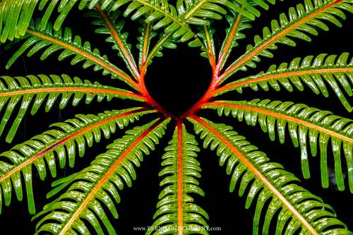 Fern form