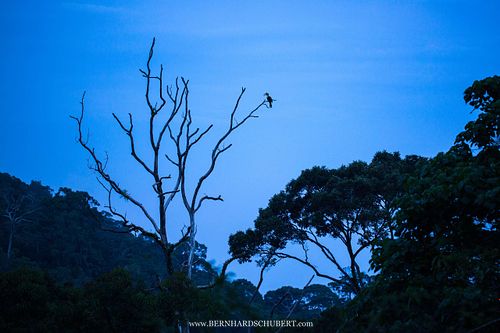 Buceros bicornis - Great hornbill