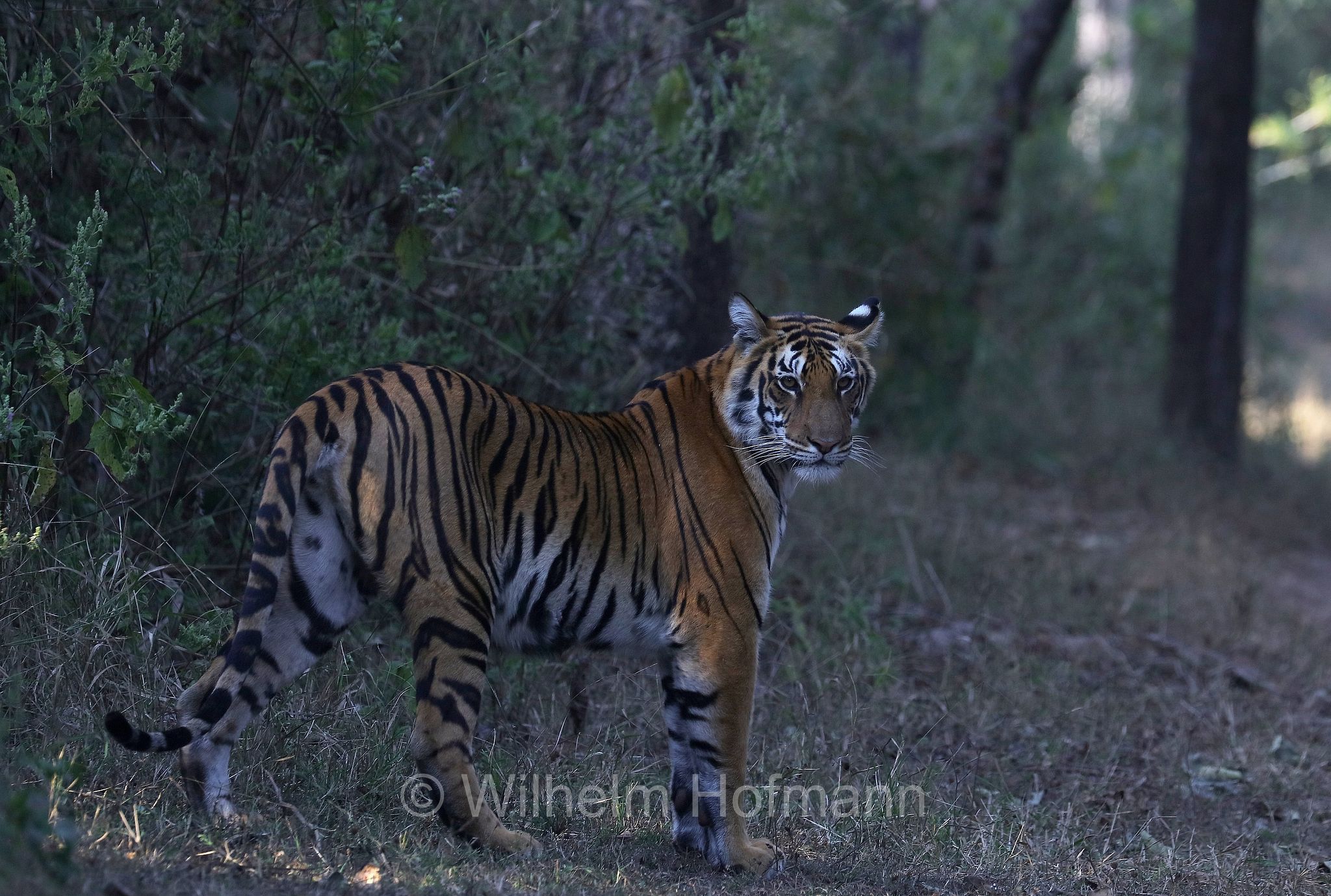 Bengal tiger, Königstiger, Bengal-Tiger, Indischer Tiger, tigre del Bengala, tigre reale del Bengala, Panthera tigris tigris, Kanha National Park, Kanha-Nationalpark, parco nazionale di Kanha, Madhya Pradesh, India, Indien, Kisli Zone