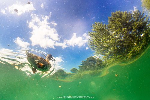 Anas platyrhynchos - Stockente