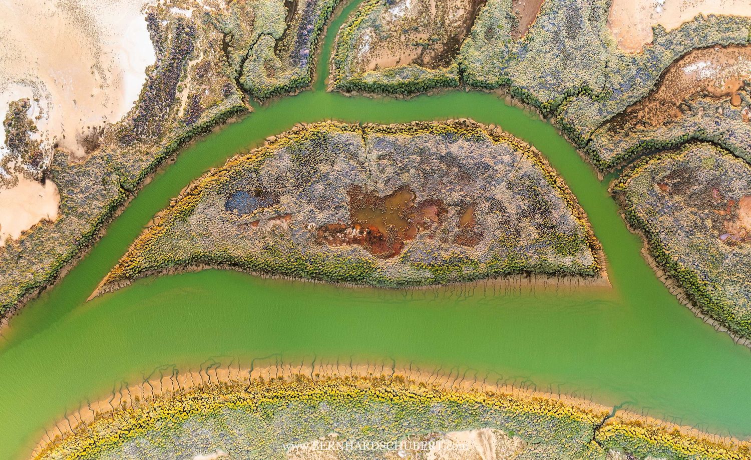 Swamp Pattern