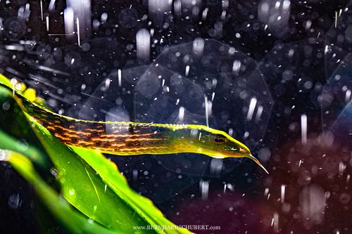 Ahaetulla prasina - Asian vine snake