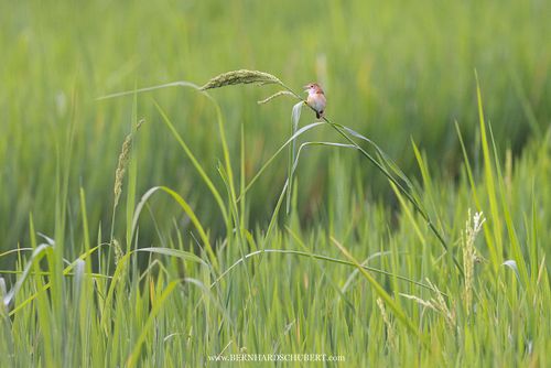 Cisticola exilis - Goldkopf-Zistensänger