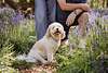 Spring Mini Sessions