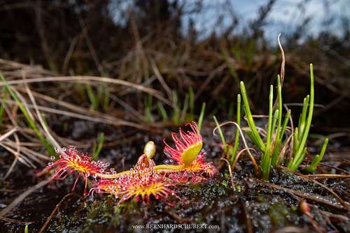 Drosera rotundifolia -  Round-leaved sundew