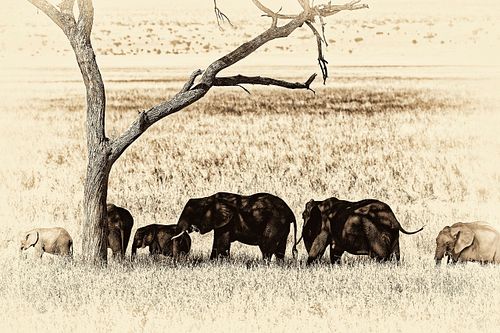 Photo sepia d'éléphants au repos en Tanzanie