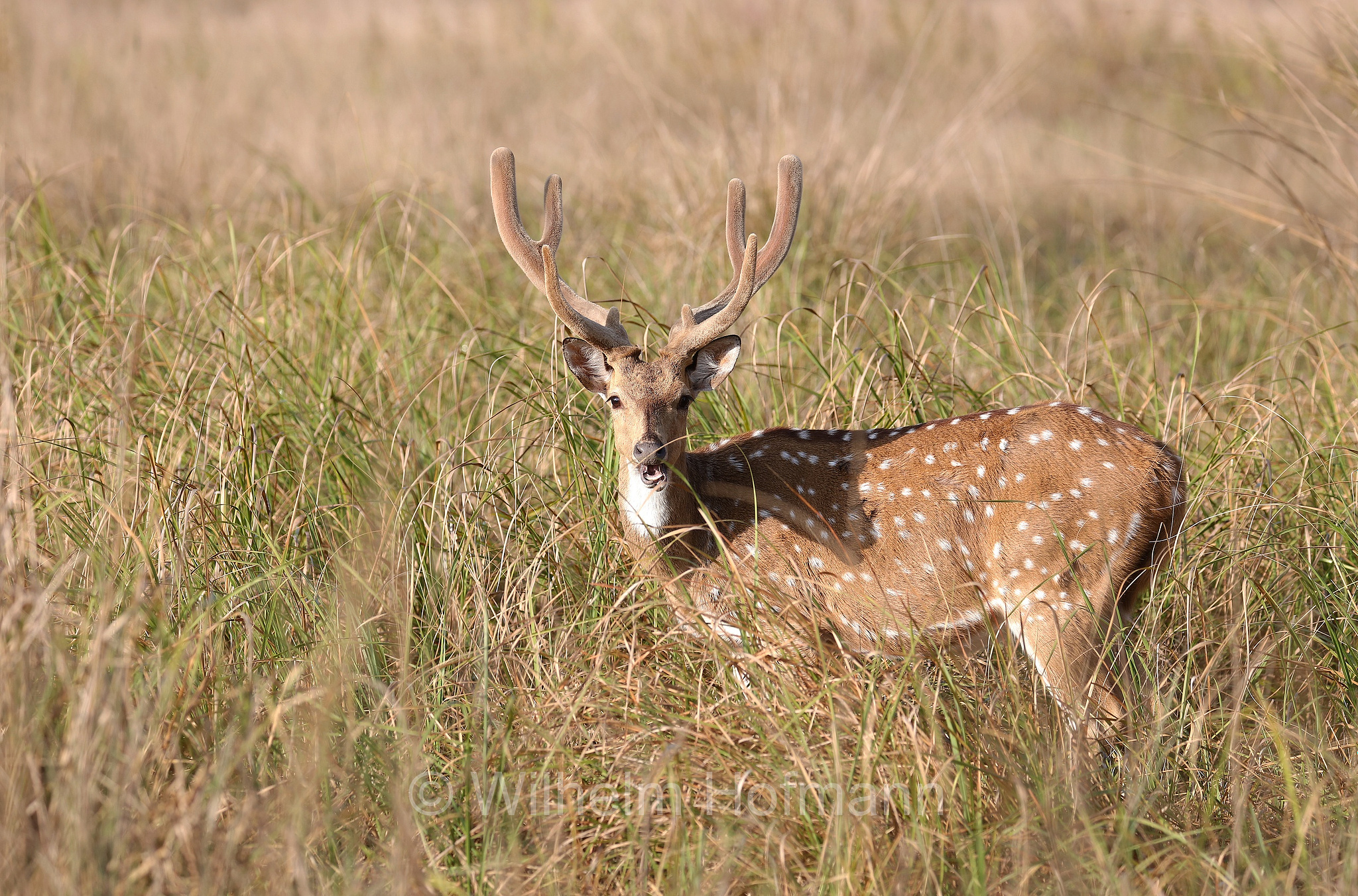 chital, spotted deer, axis deer, Axishirsch, cervo pomellato, Axis axis, Kanha National Park, Kanha-Nationalpark, parco nazionale di Kanha, Madhya Pradesh, India, Indien