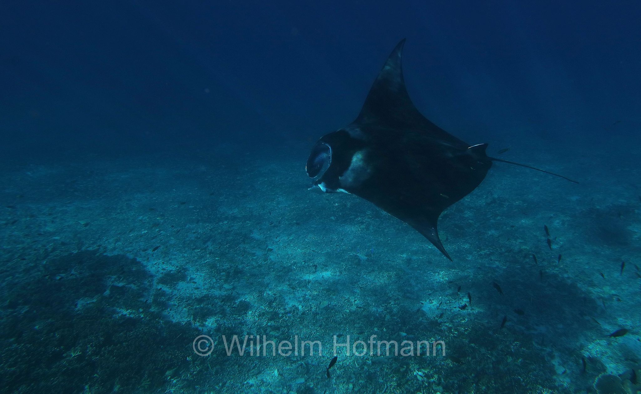 reef manta ray, Riffmanta, manta della barriera corallina, Mobula alfredi, Manta alfredi, Komodo Islands, Komodo, Lesser Sunda Islands, Kleine Sundainseln, Piccole Isole della Sonda, Nusa Tenggara Islands, Kepulauan Nusa Tenggara, Indonesia, Indonesien﻿, Mawan