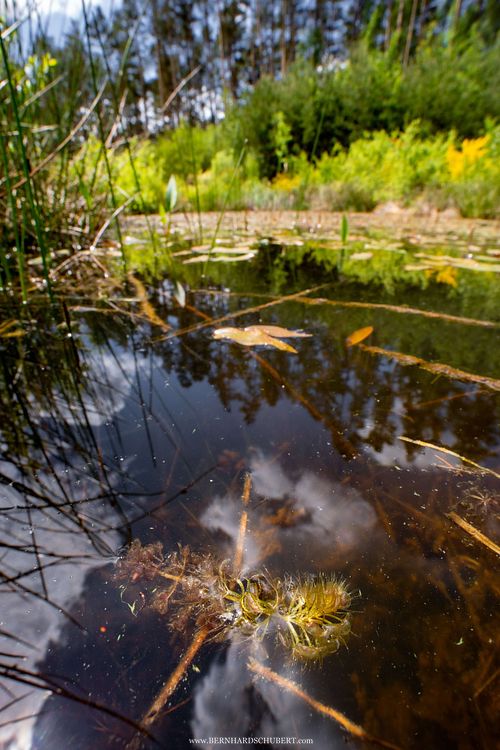 Aldrovanda vesiculosa - Waterwheel plant