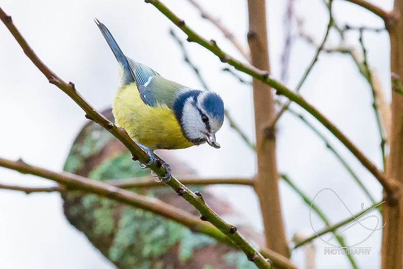 Studioet opnar kl 12:00