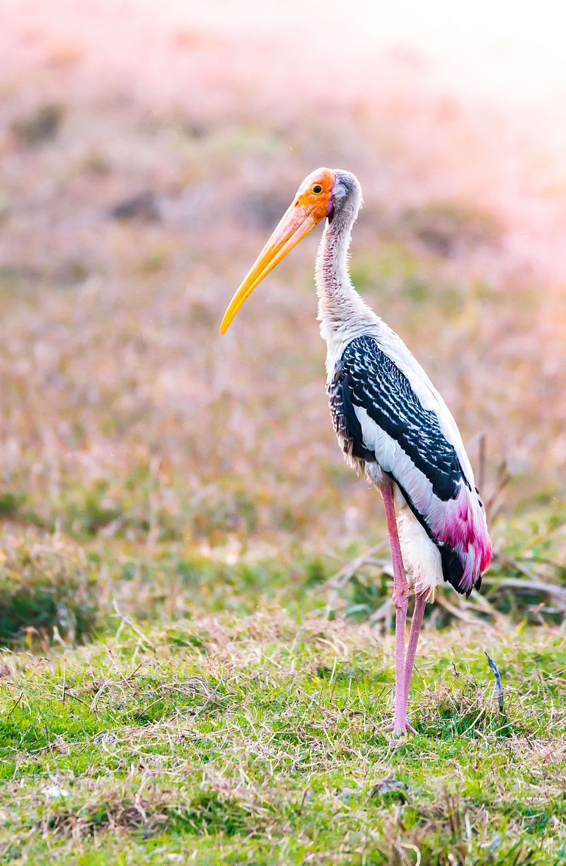 Exploring the Nikon 55-300mm Lens: The Ideal Zoom Lens