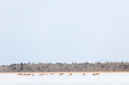 Cervus nippon yesoensis - Yezo sika deer