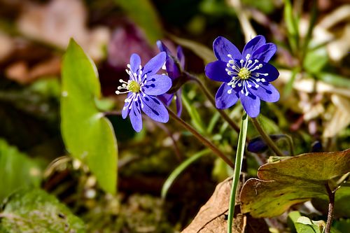 Saabuvad esimesed liblikad kevade kuulutajana.