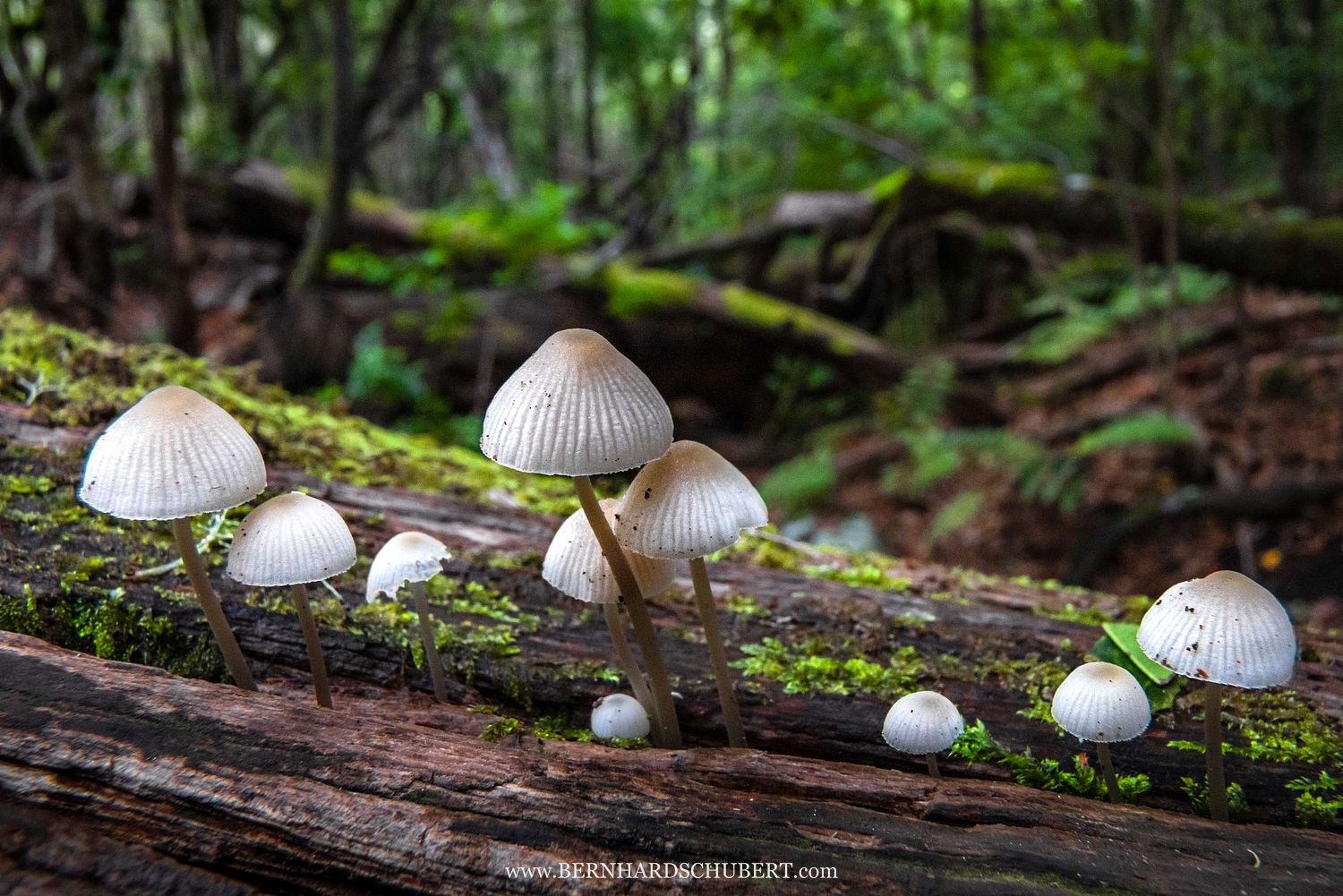 Mycena sp. - Helmlinge auf Totholz