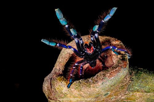 Phormingochilus sp. - Sabah blue undescribed species