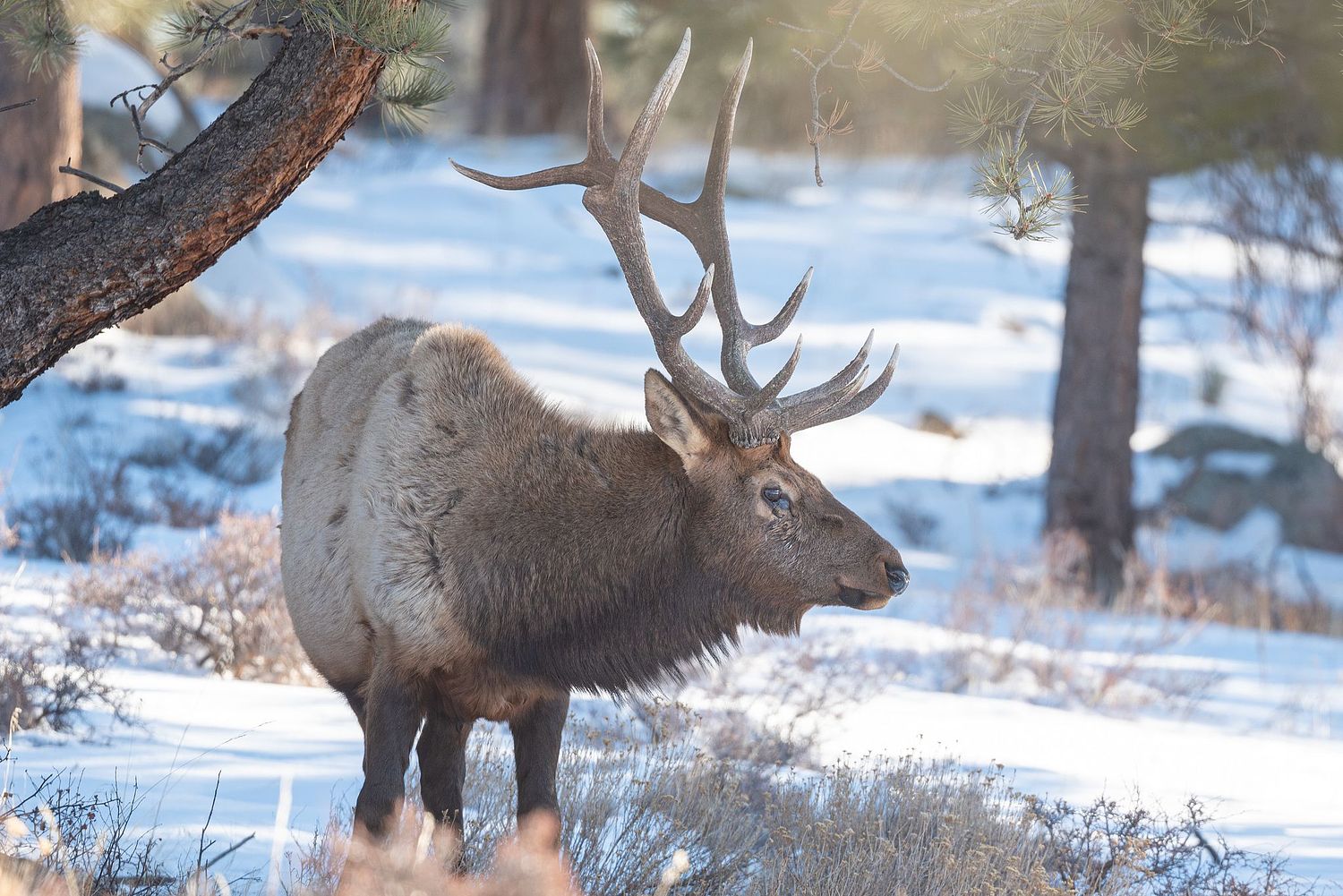 Nick Julian Photography