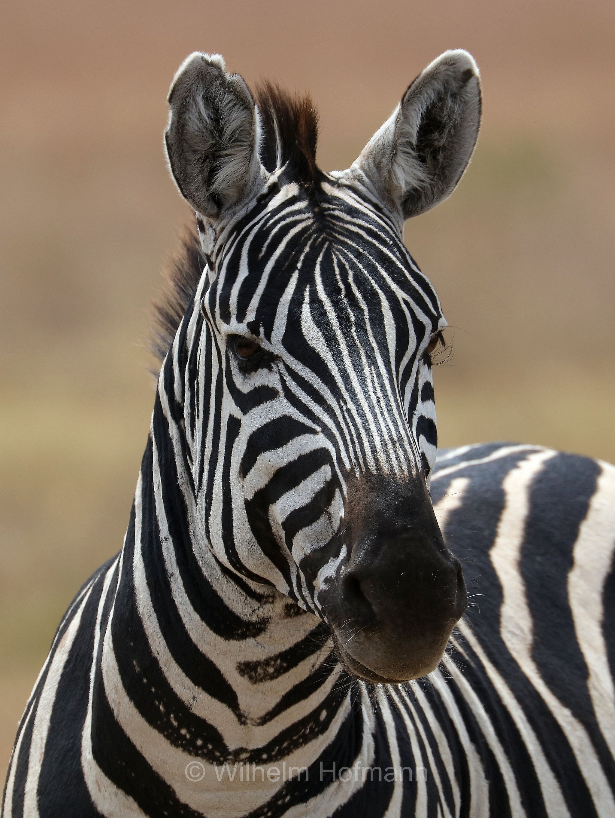 plains zebra, Steppenzebra, zebra di pianura, equus quagga, area di conservazione di Ngorongoro, Ngorongoro Conservation Area, Ngorongoro Krater, Tanzania, Tansania