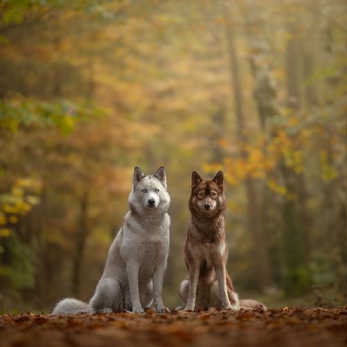 Hoe werkt een fotoshoot?
