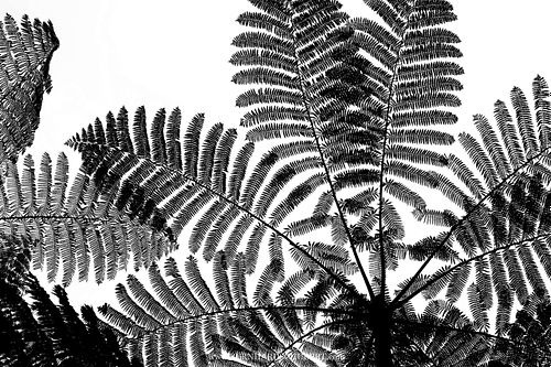 Cyatheaceae - Scaly tree fern