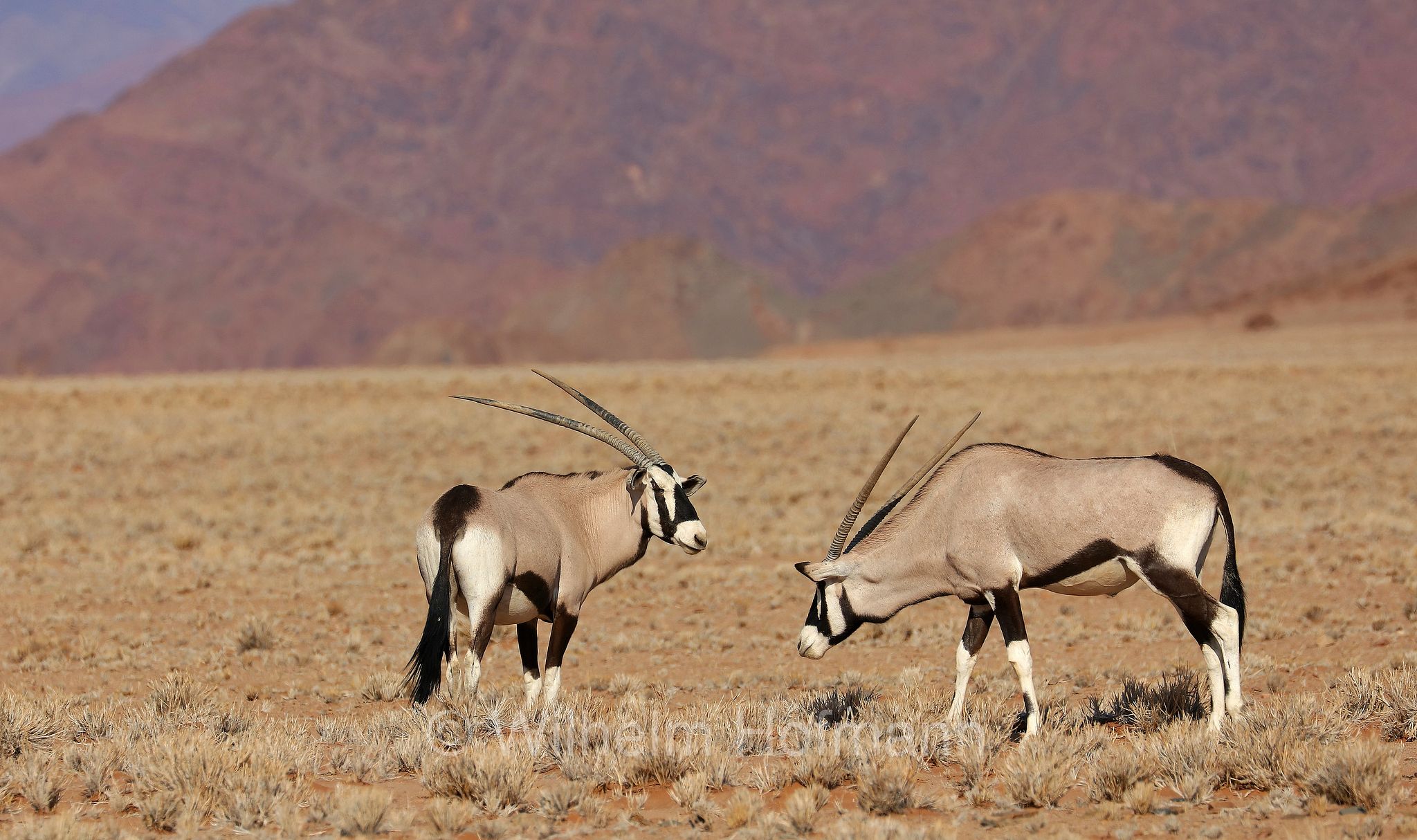 Oryx gazella, Gemsbok, South African oryx, Spießbock, Südafrikanischer Spießbock, Gemsbock, Gämsbock, orice gazella, Namib, Namib Desert, Deserto del Namib, Namibia