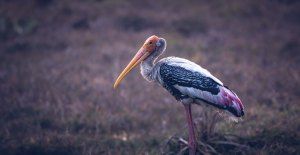 The Myth about Photography Career