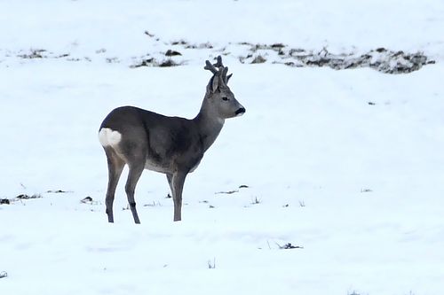 #Metskits#netsloom#sokk#loodusfoto