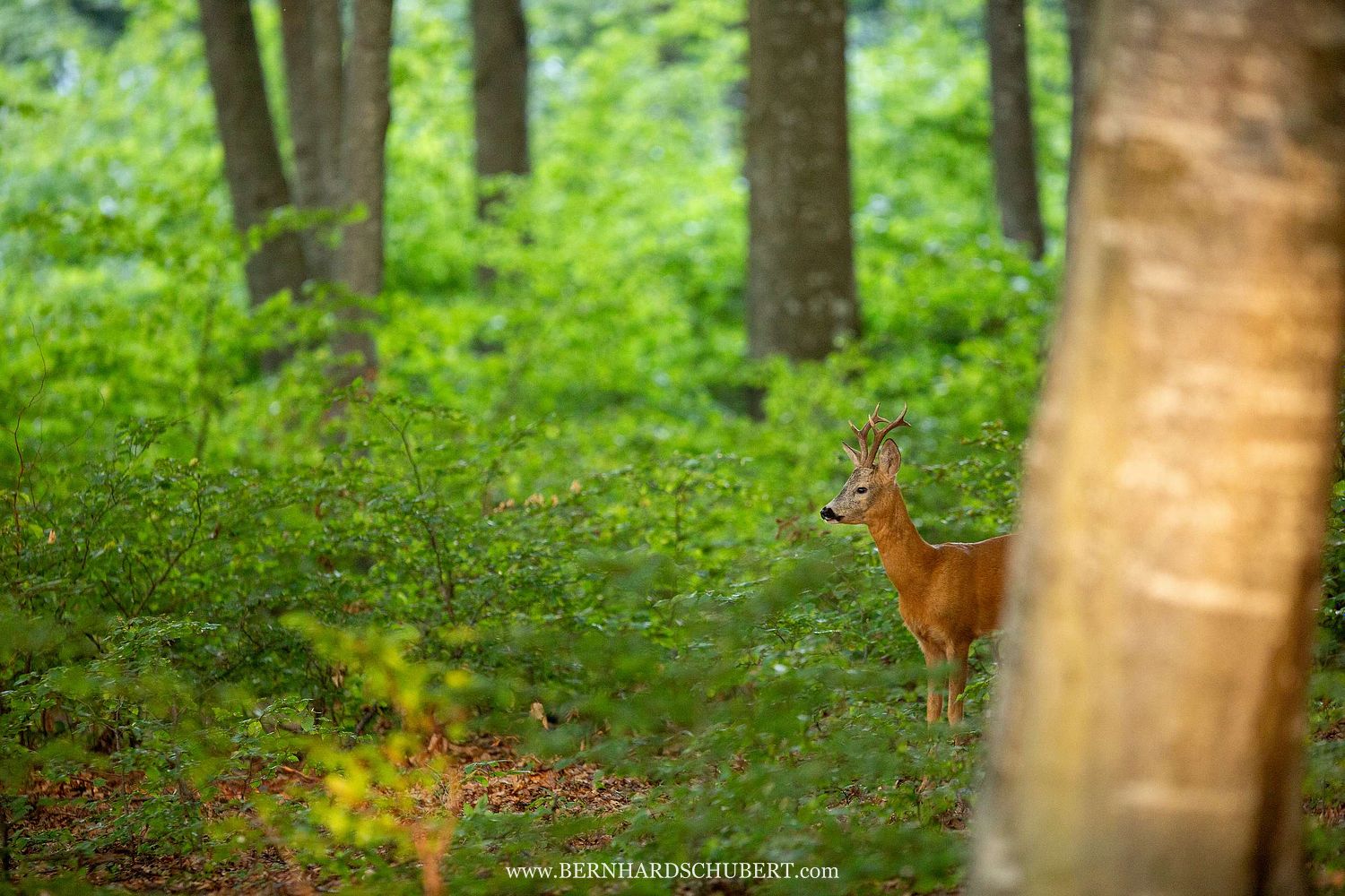 Capreolus capreolus - Roe deer