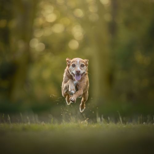 Hondenfotografie Hoorn