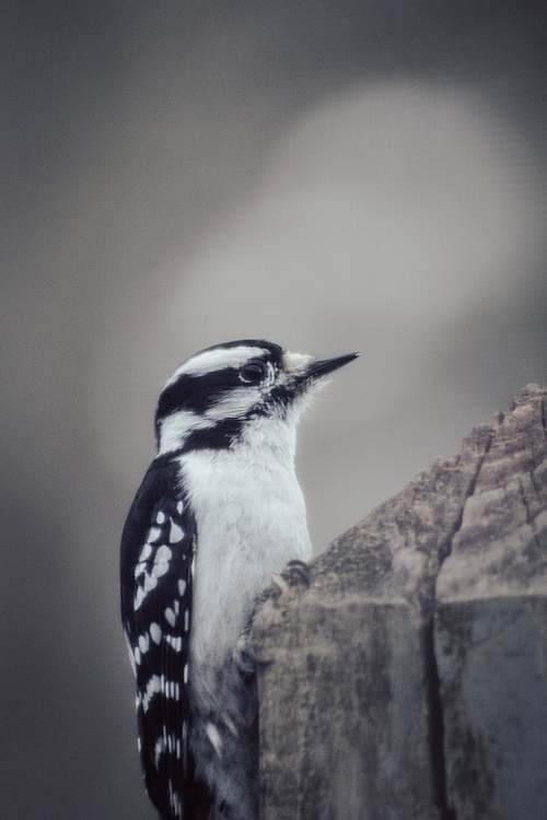Wildlife