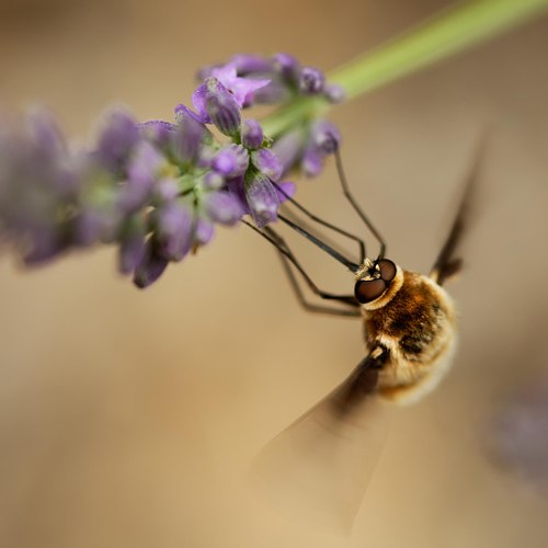 Insects