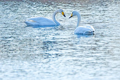 #lindude fotoalbum #kevadarkab#blogifoto#loodusblogi